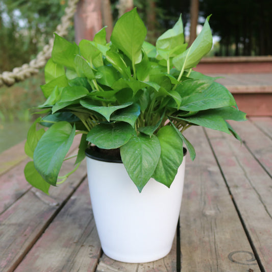 Orluxia Strongwell Nordic Hydroponics Flower Pot