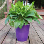 Orluxia Strongwell Nordic Hydroponics Flower Pot