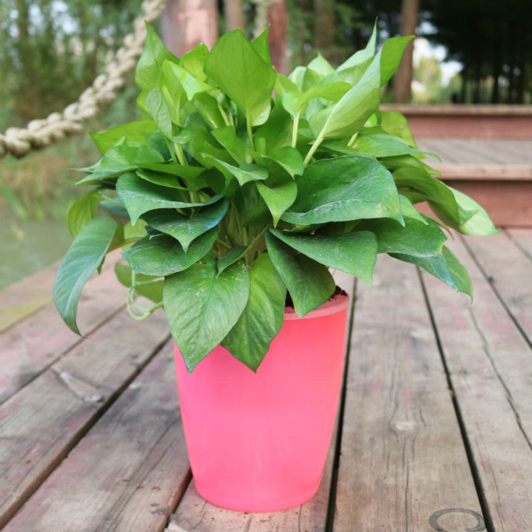 Orluxia Strongwell Nordic Hydroponics Flower Pot